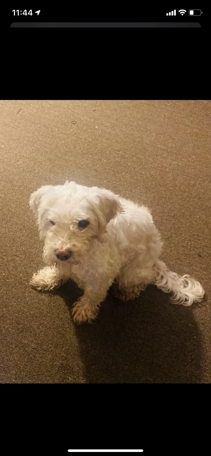 Lost dog in Cleveland, OH, 44105