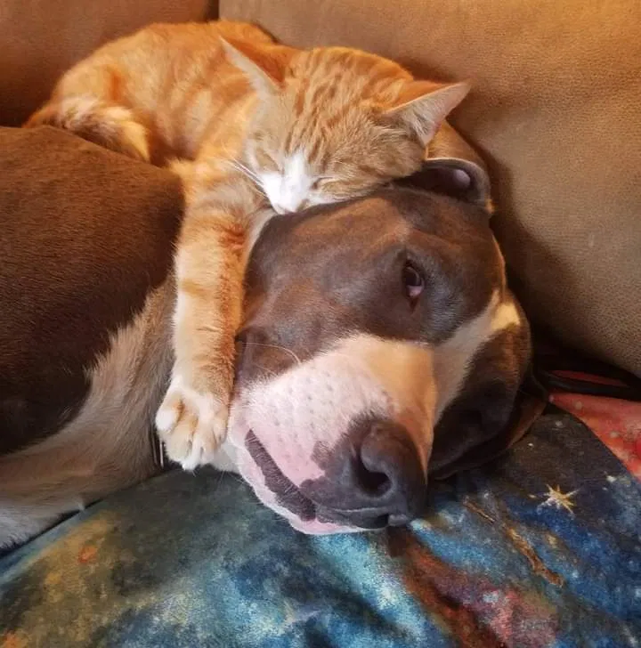 Lost cat in Herminie, PA, 15637