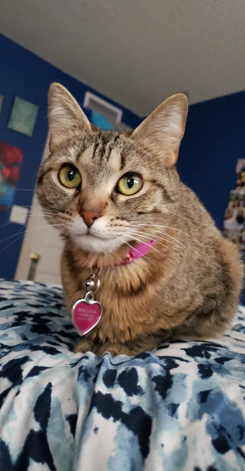 Lost cat in El Paso, TX, 79936