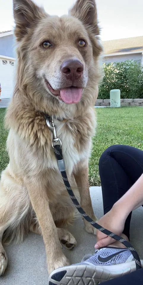 Lost dog in Denair, CA, 95316