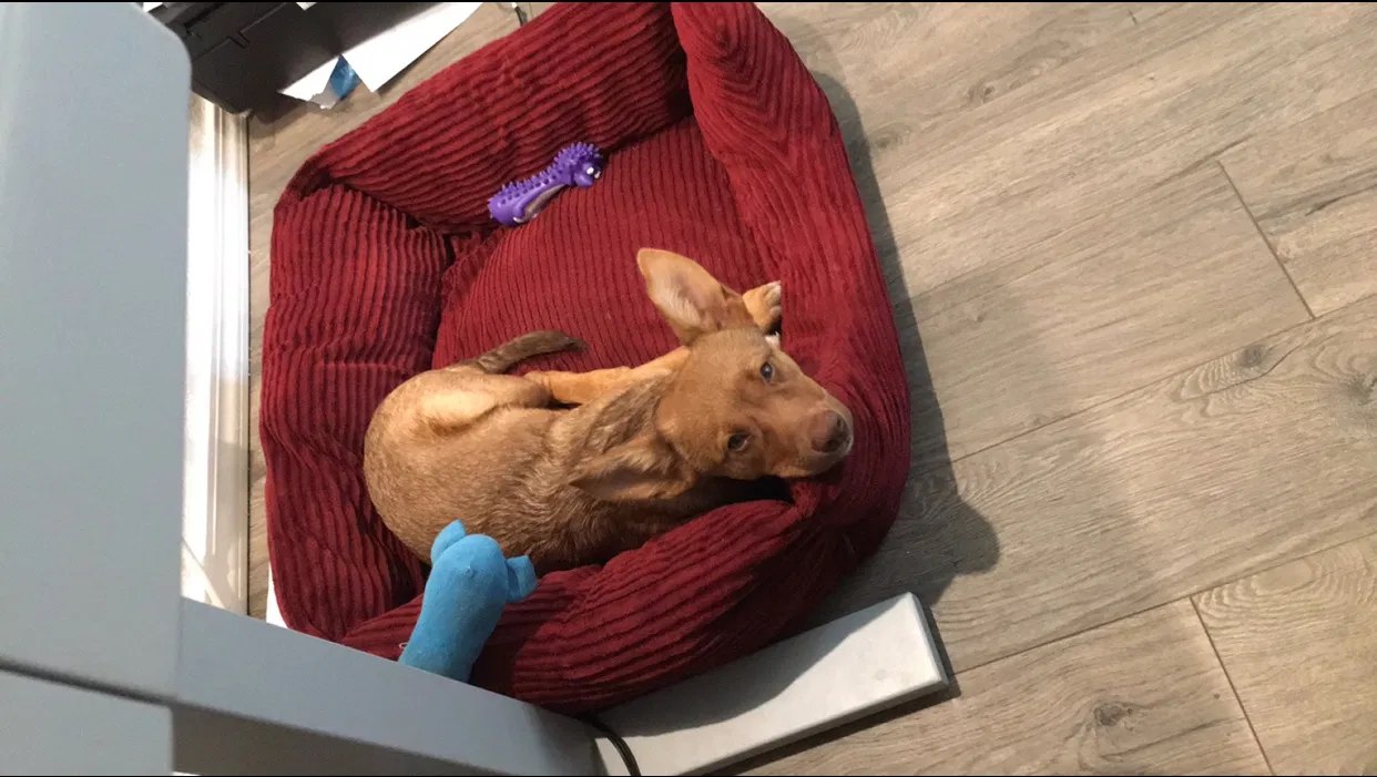 Lost dog in Spokane, WA, 99207