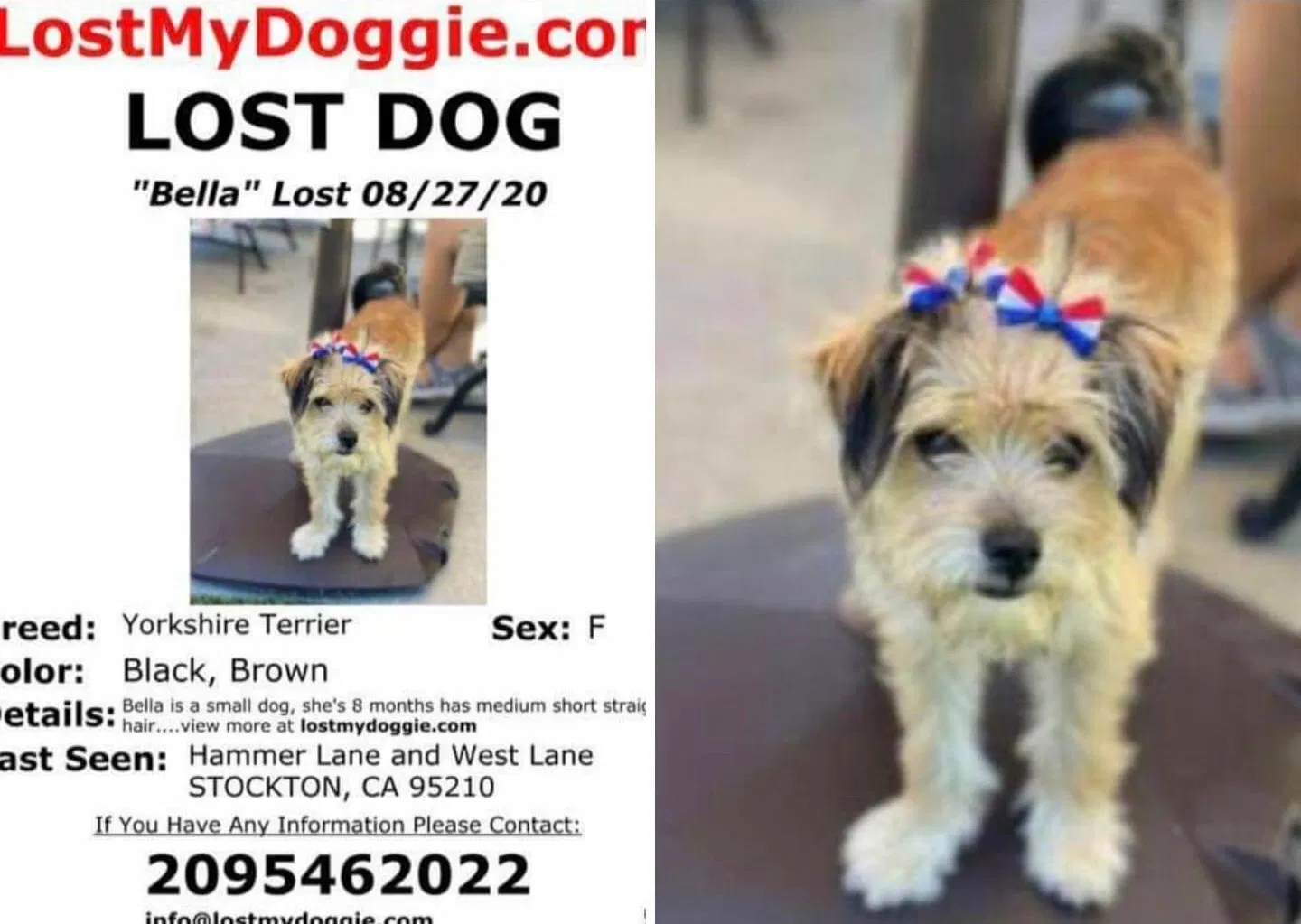 Lost dog in Stockton, CA, 95210