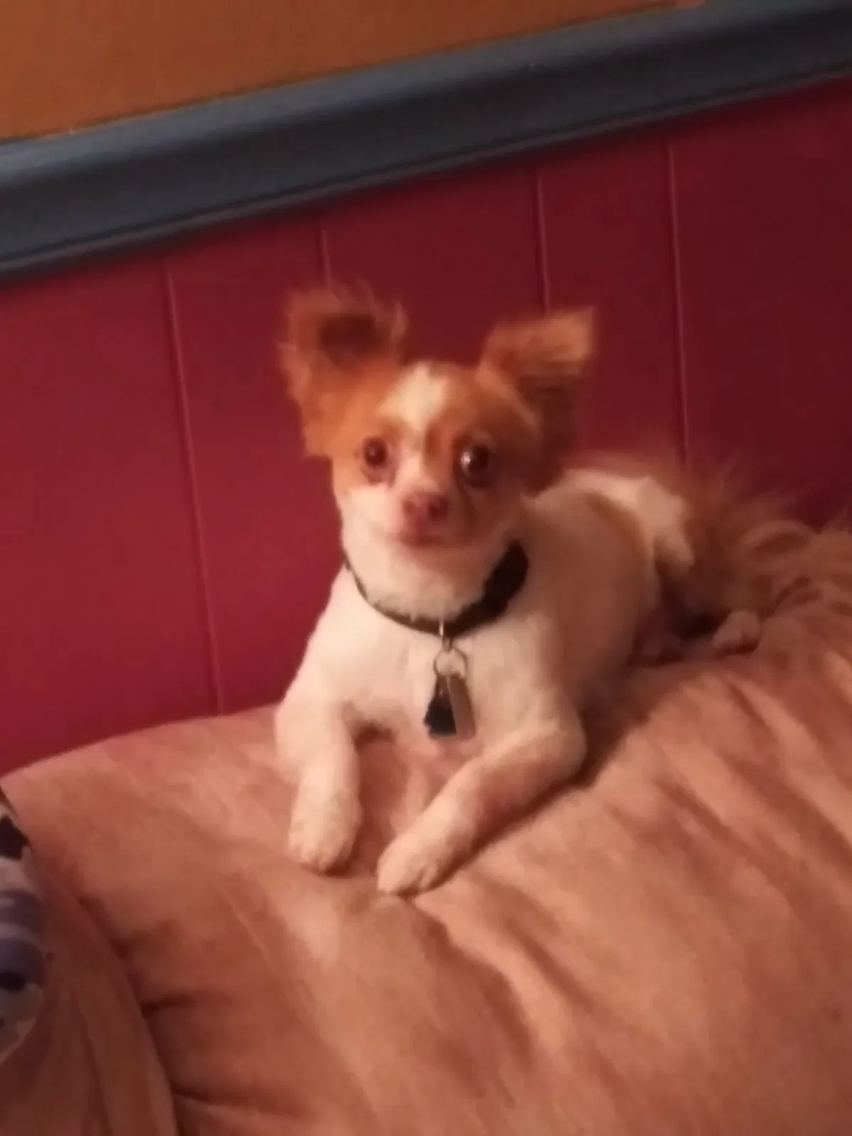 Lost dog in Harrisburg, PA, 17113