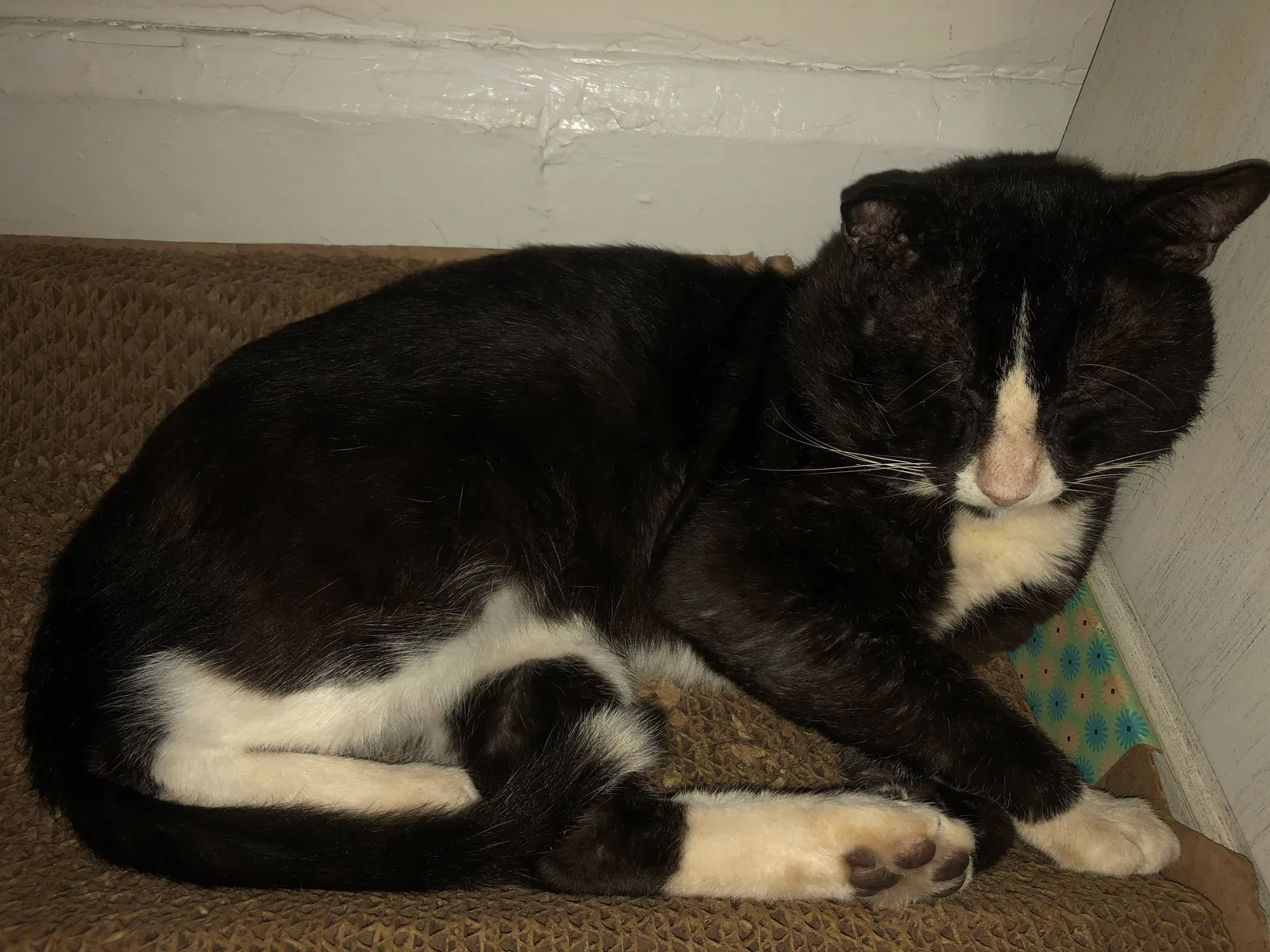 Lost cat in Saint Petersburg, FL, 33701