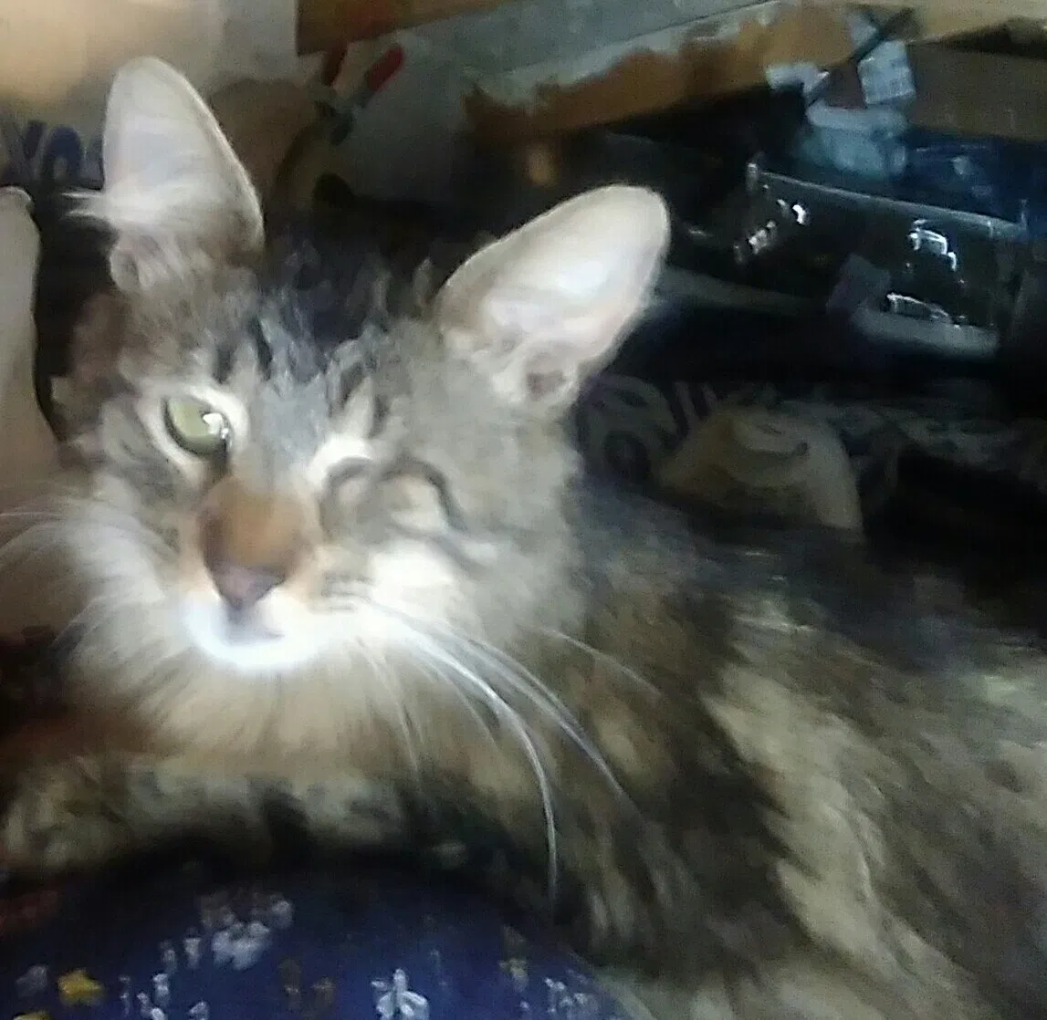 Lost cat in Ramona, CA, 92065