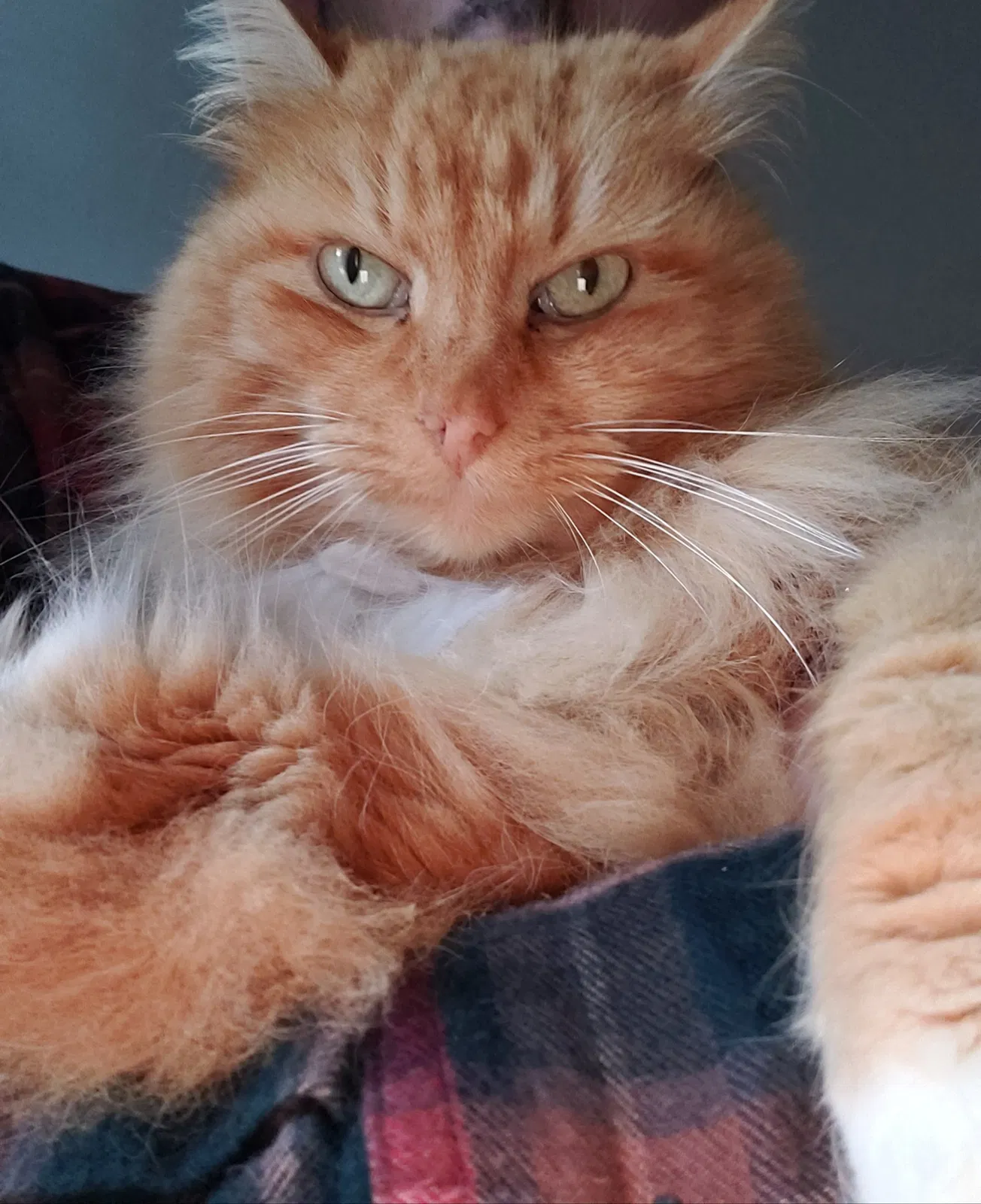 Lost cat in Ooltewah, TN, 37363