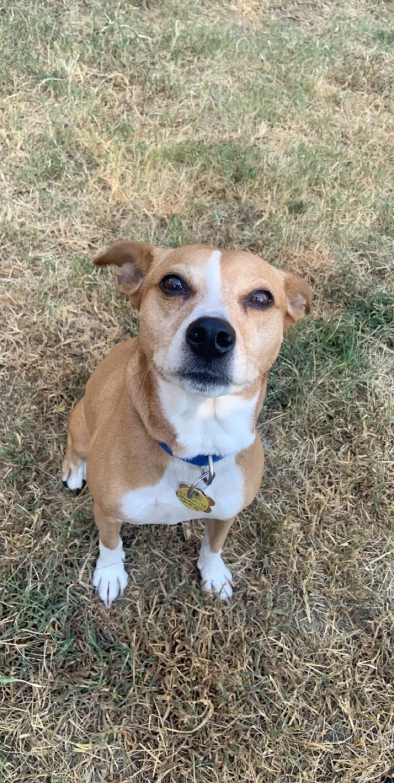 Lost dog in Wichita, KS, 67212