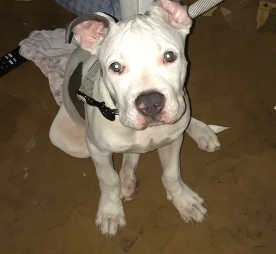Lost dog in Tucson, AZ, 85714