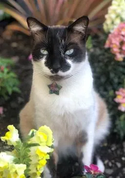 Lost cat in Pleasanton, CA, 94588