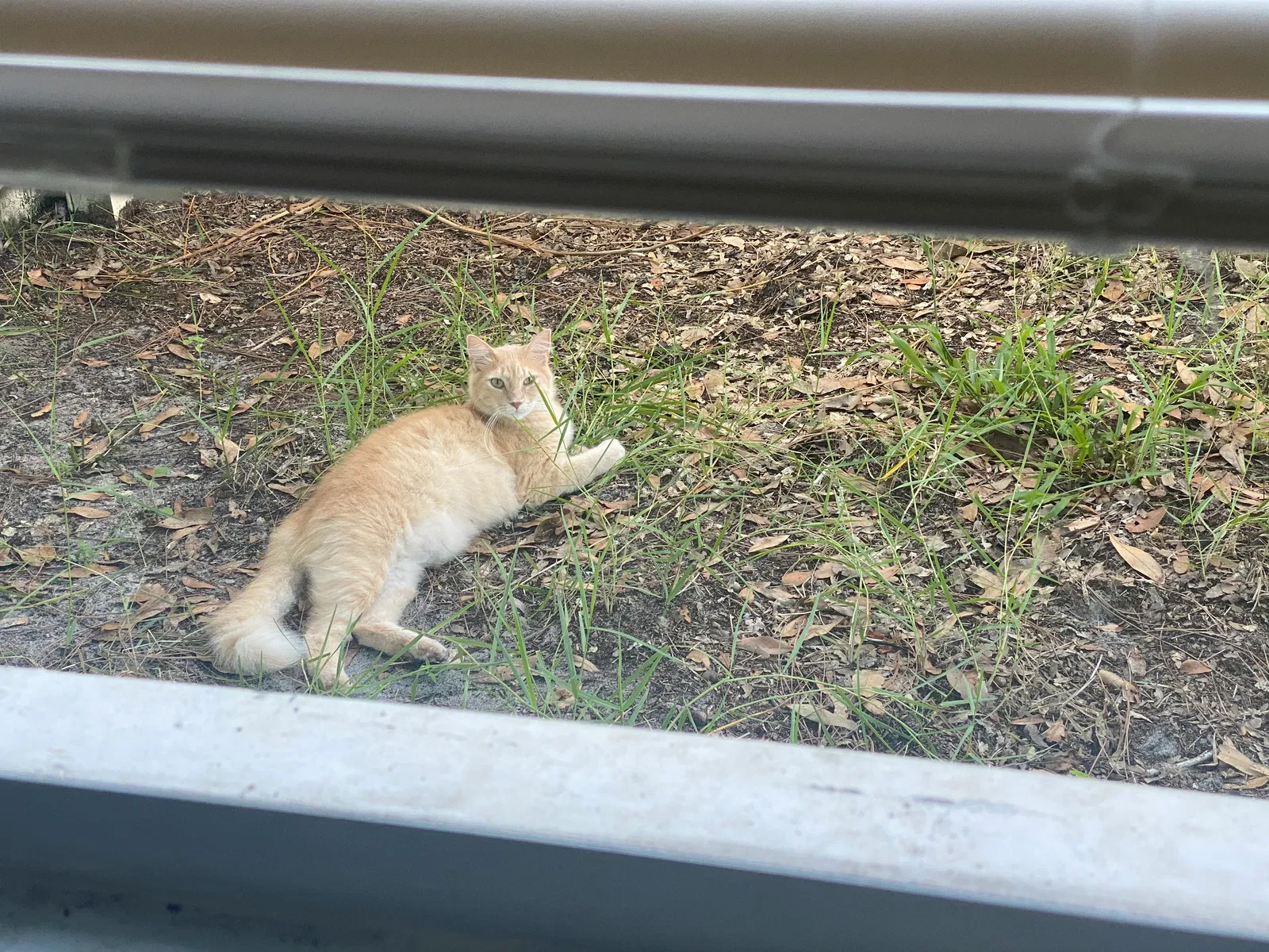 Lost cat in Vero Beach, FL, 32962