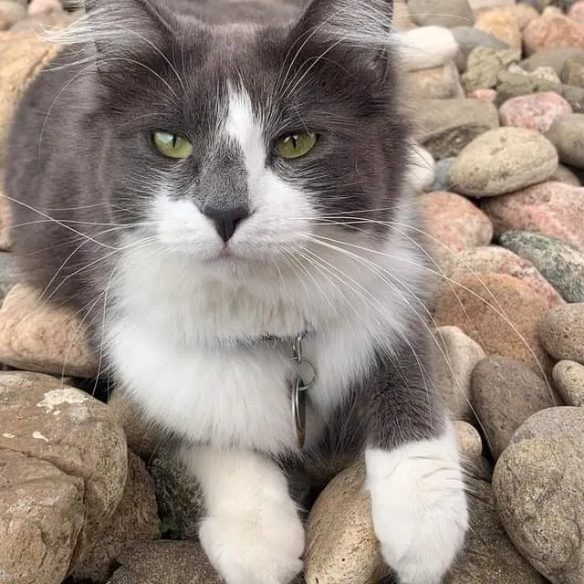 Lost cat in Denver, CO, 80227
