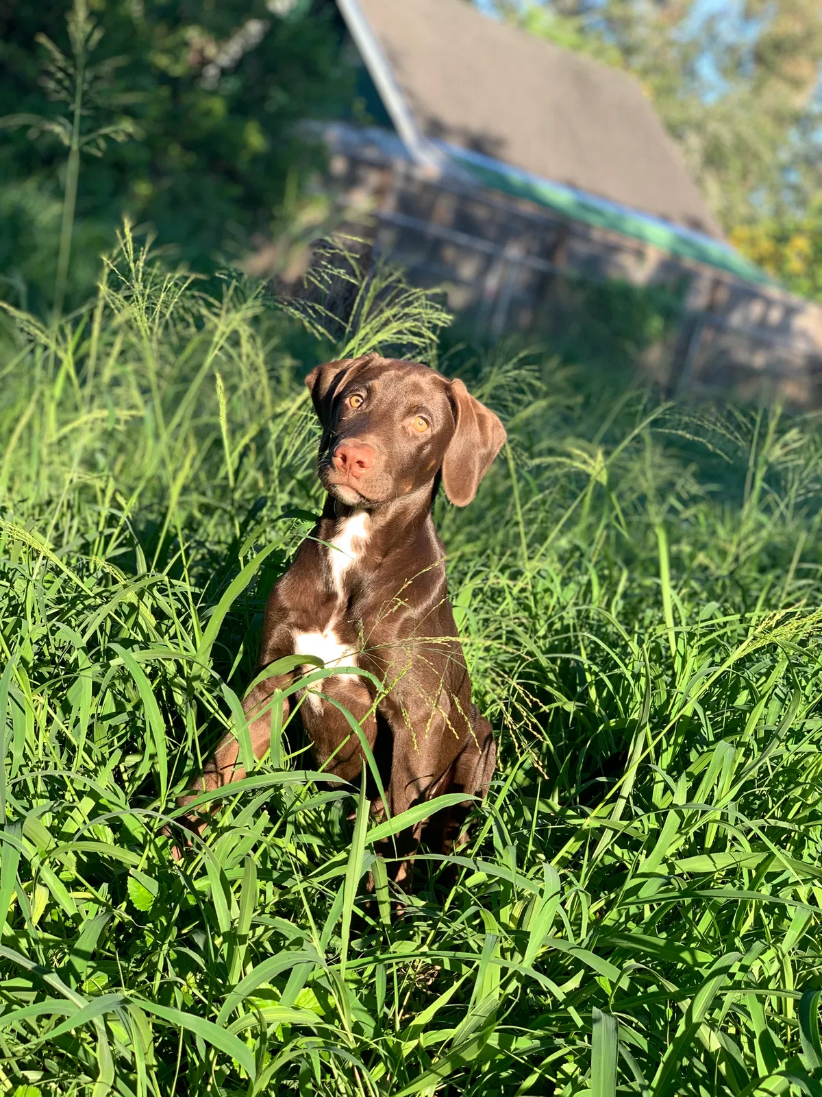 Lost dog in Harlingen, TX, 78550
