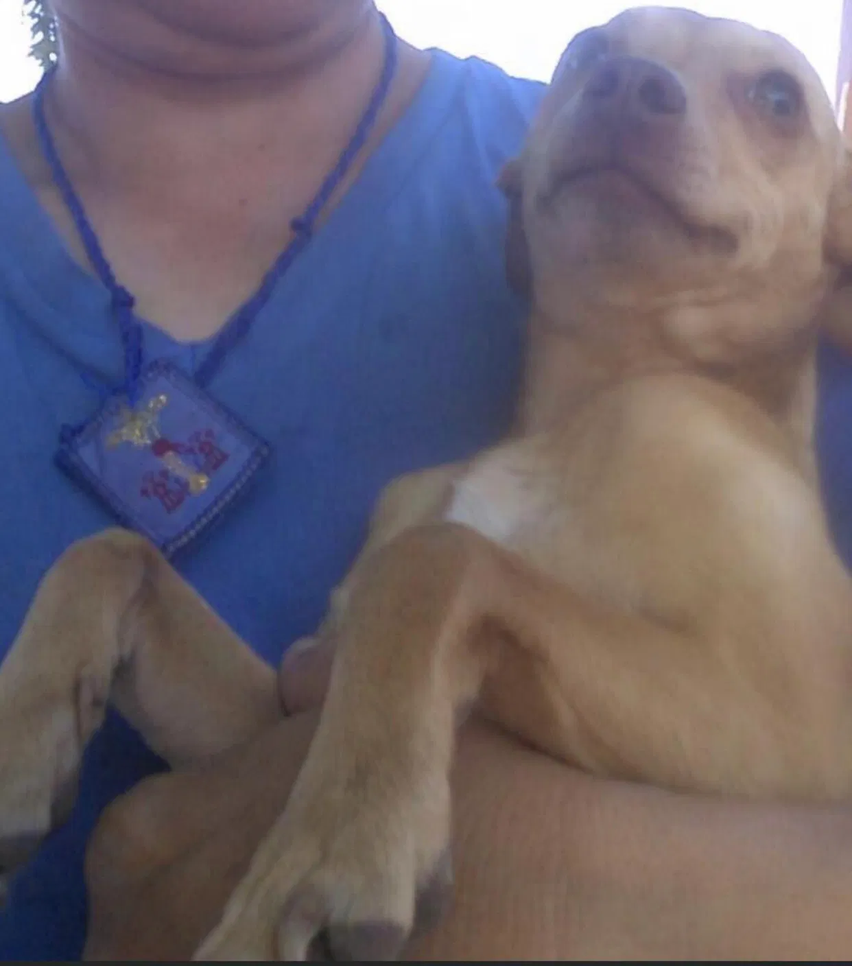Lost dog in Sacramento, CA, 95815