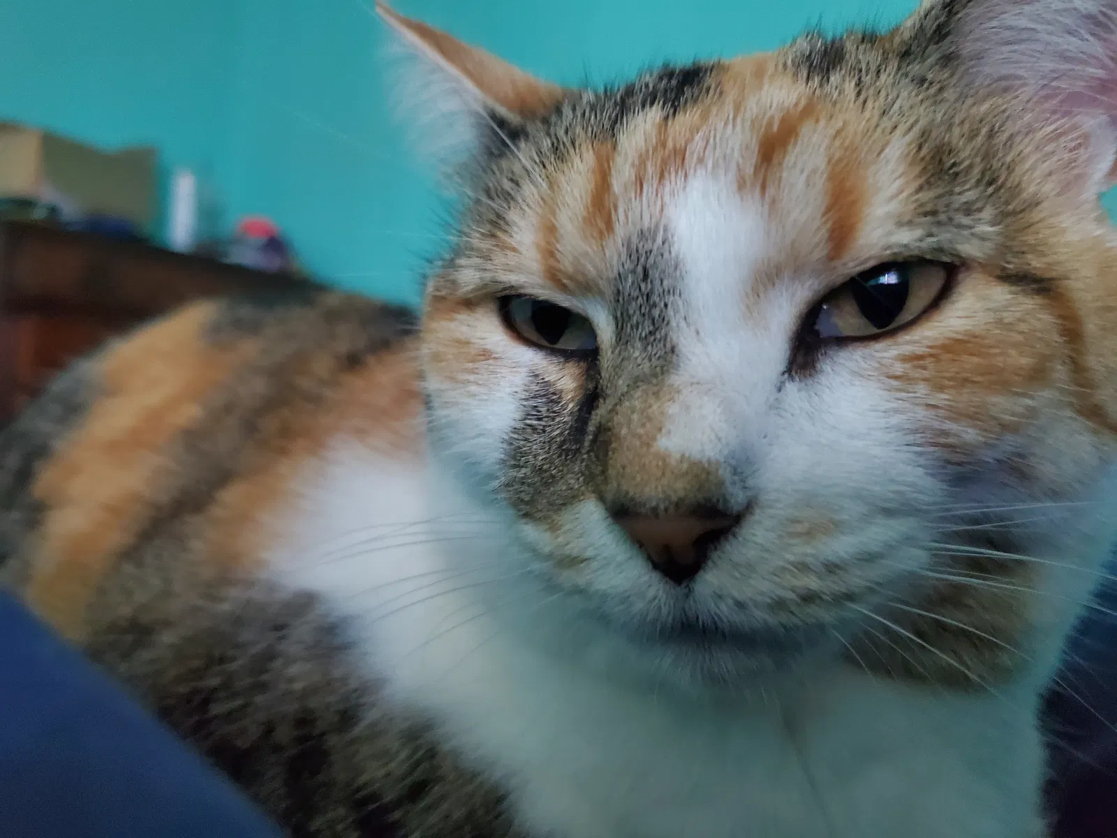 Lost cat in Charlotte, NC, 28207