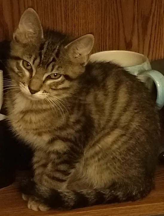 Lost cat in East Alton, IL, 62024