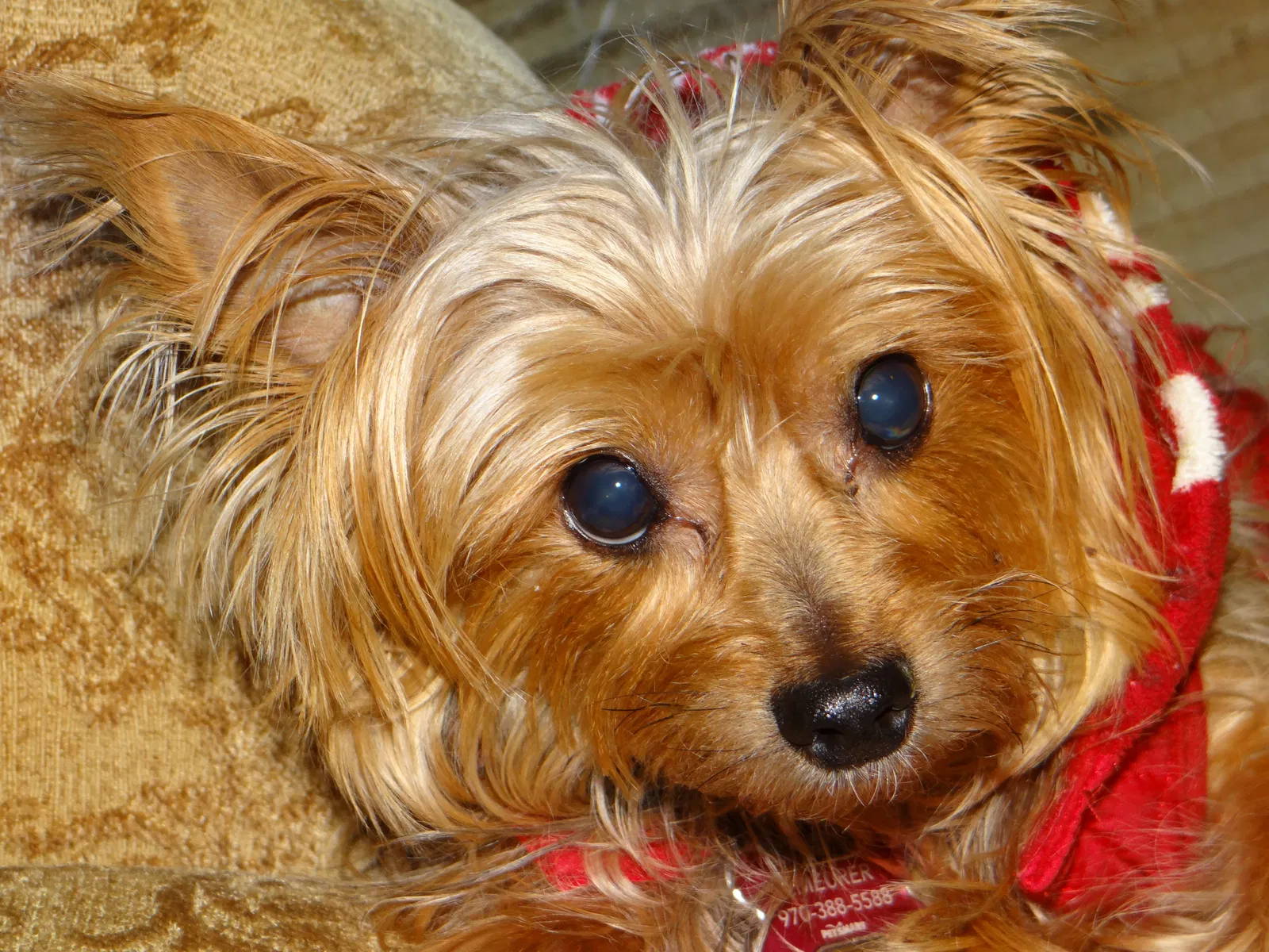 Lost dog in Fort Collins, CO, 80526
