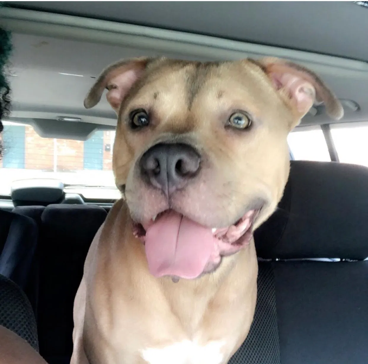 Lost dog in Cincinnati, OH, 45225