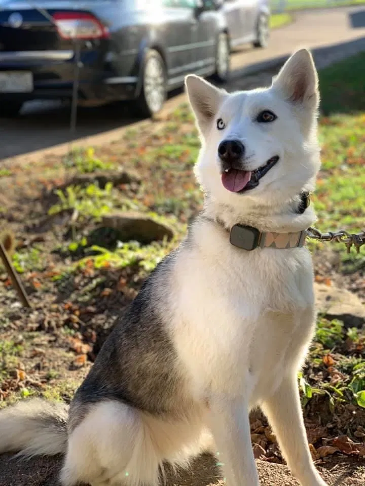 Lost dog in Lavalette, WV, 25535