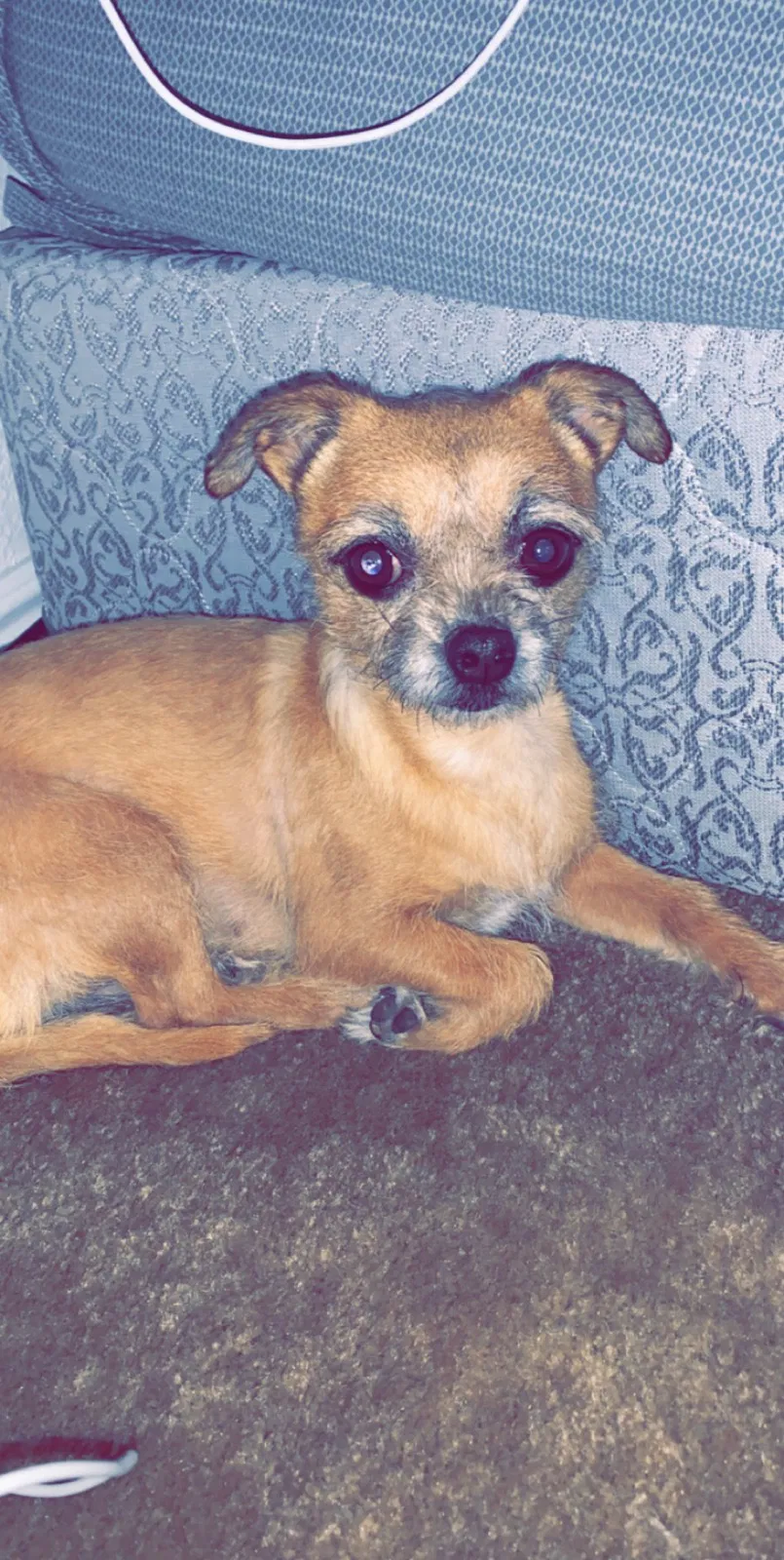 Lost dog in Ogden, UT, 84401