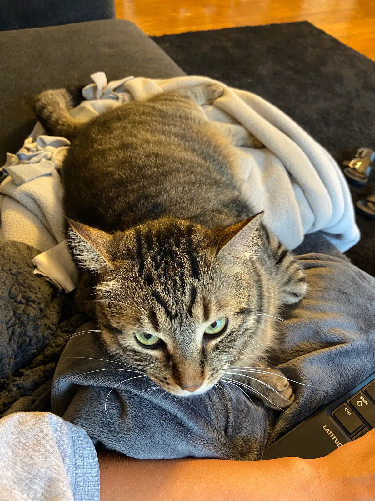 Lost cat in Lancaster, PA, 17603