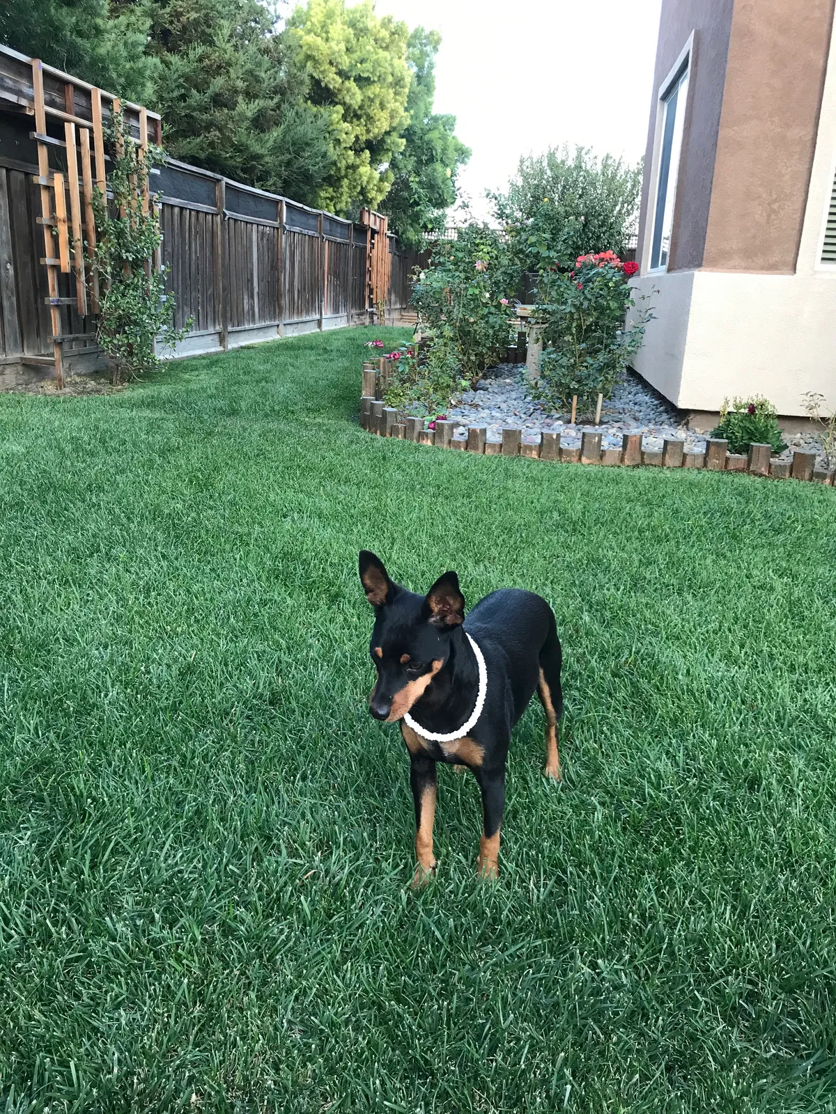 Lost dog in Tracy, CA, 95304