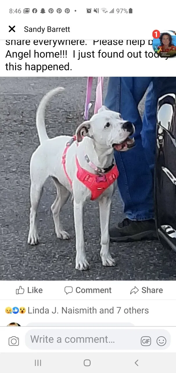Lost dog in Scottsdale, AZ, 85266