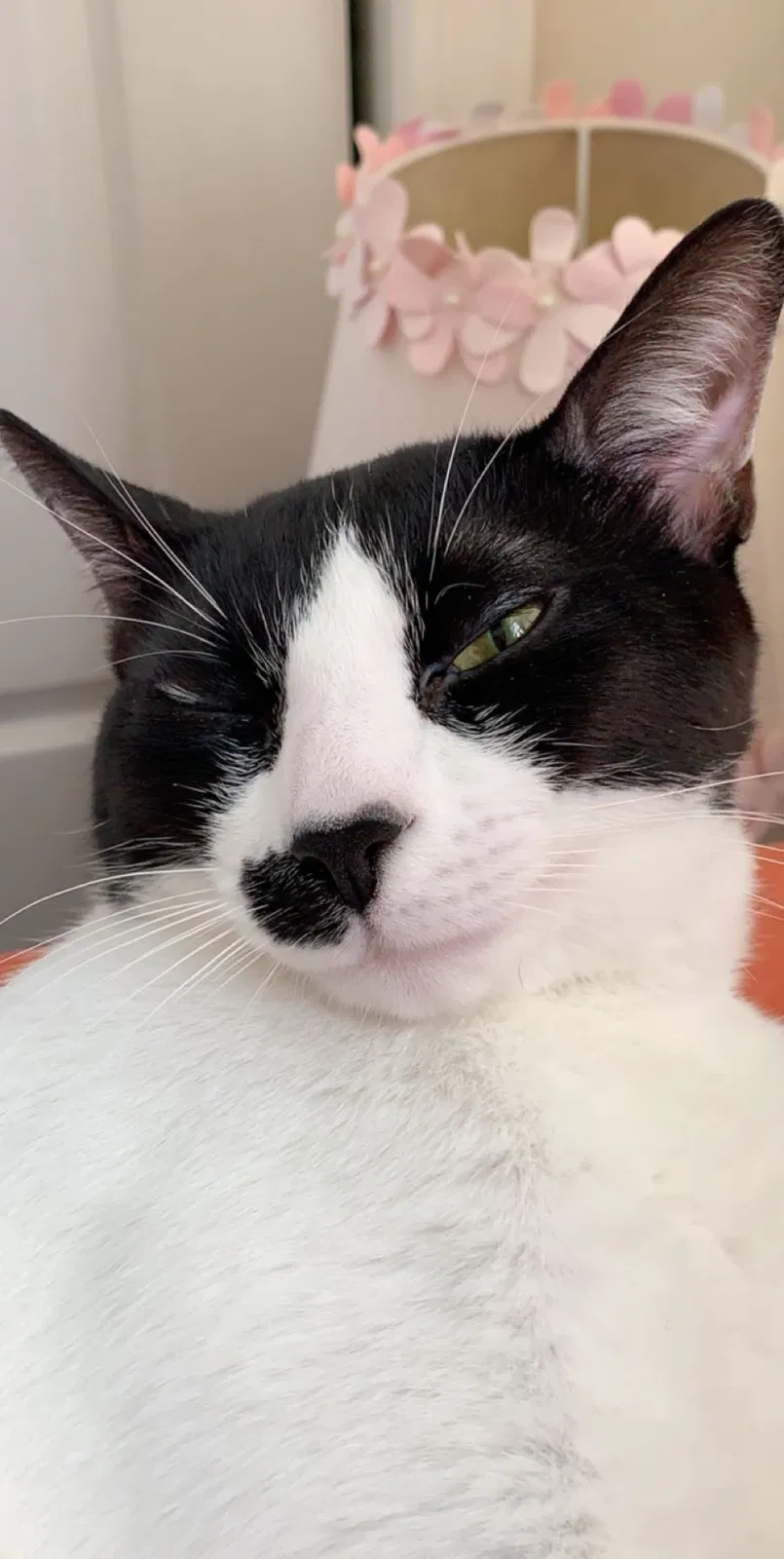 Lost cat in Birmingham, AL, 35244