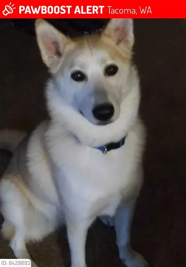 Lost dog in Tacoma, WA, 98408