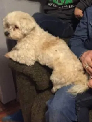 Lost dog in Amarillo, TX, 79110