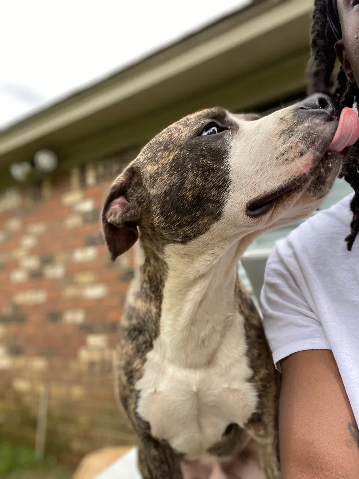 Lost dog in Memphis, TN, 38118