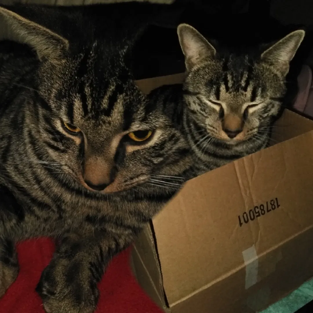 Lost cat in Wilmington, DE, 19805