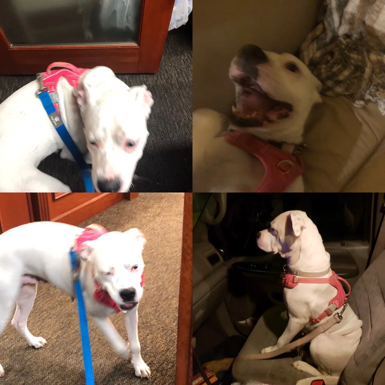 Lost dog in Scottsdale, AZ, 85266