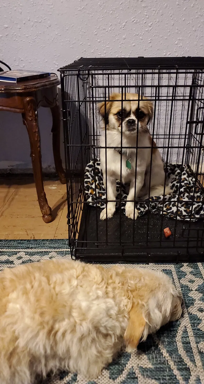 Lost dog in Topeka, KS, 66604