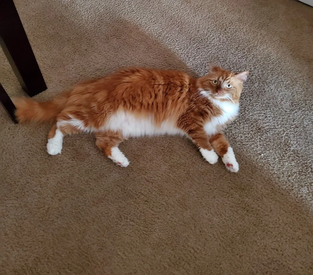 Lost cat in Westland, MI, 48185