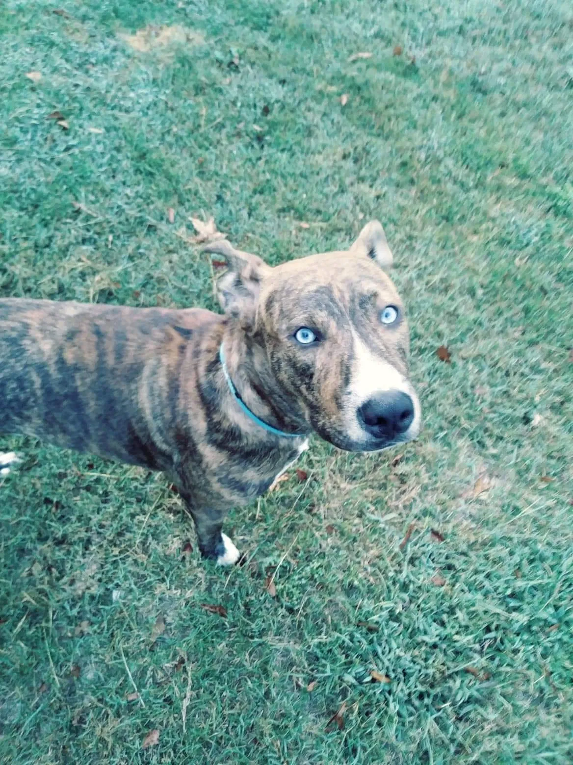 Lost dog in Irmo, SC, 29063