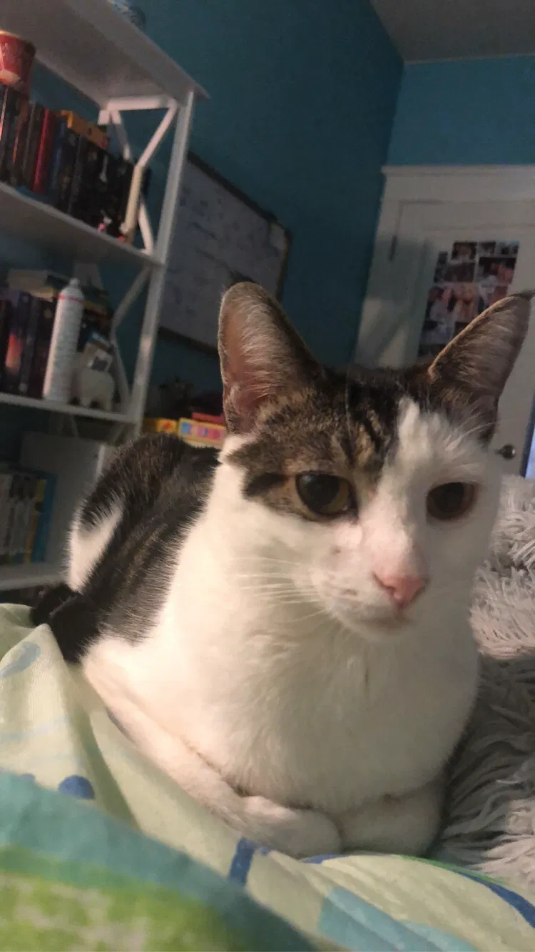 Lost cat in Edmonds, WA, 98026