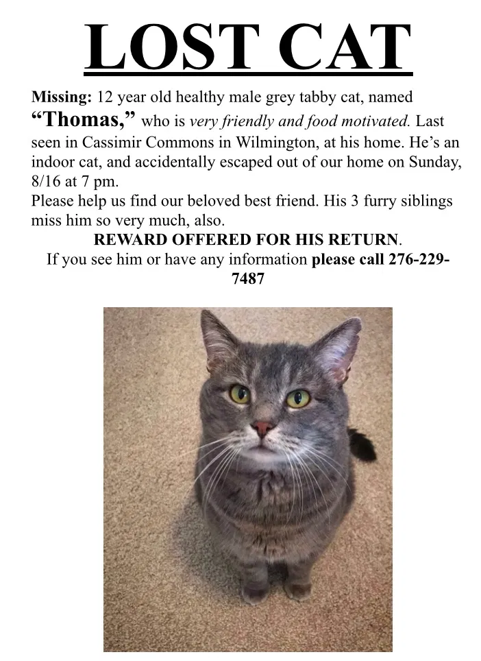 Lost cat in Wilmington, NC, 28412