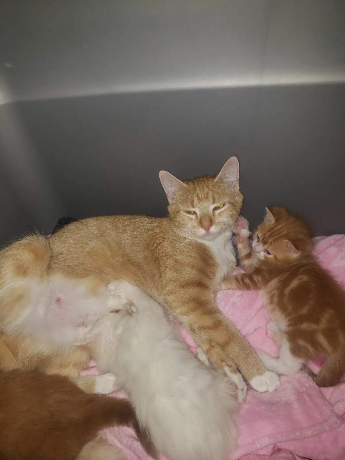 Lost cat in Wilmington, NC, 28411
