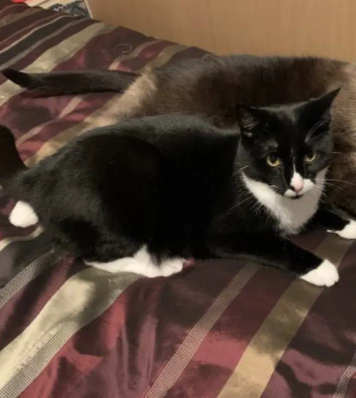 Lost cat in Bellingham, WA, 98225