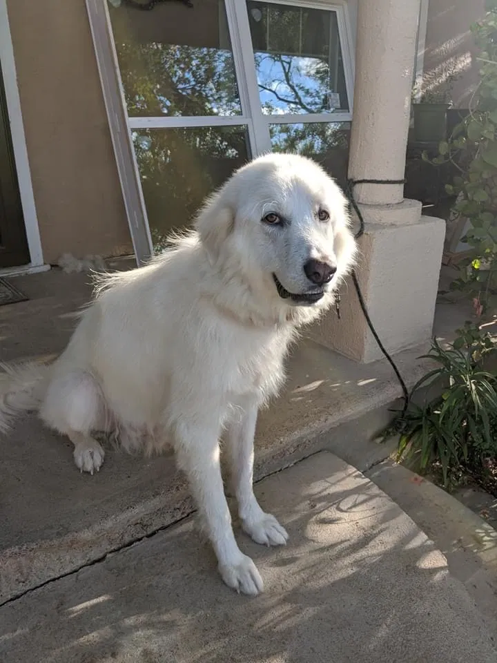 Lost dog in San Angelo, TX, 76903