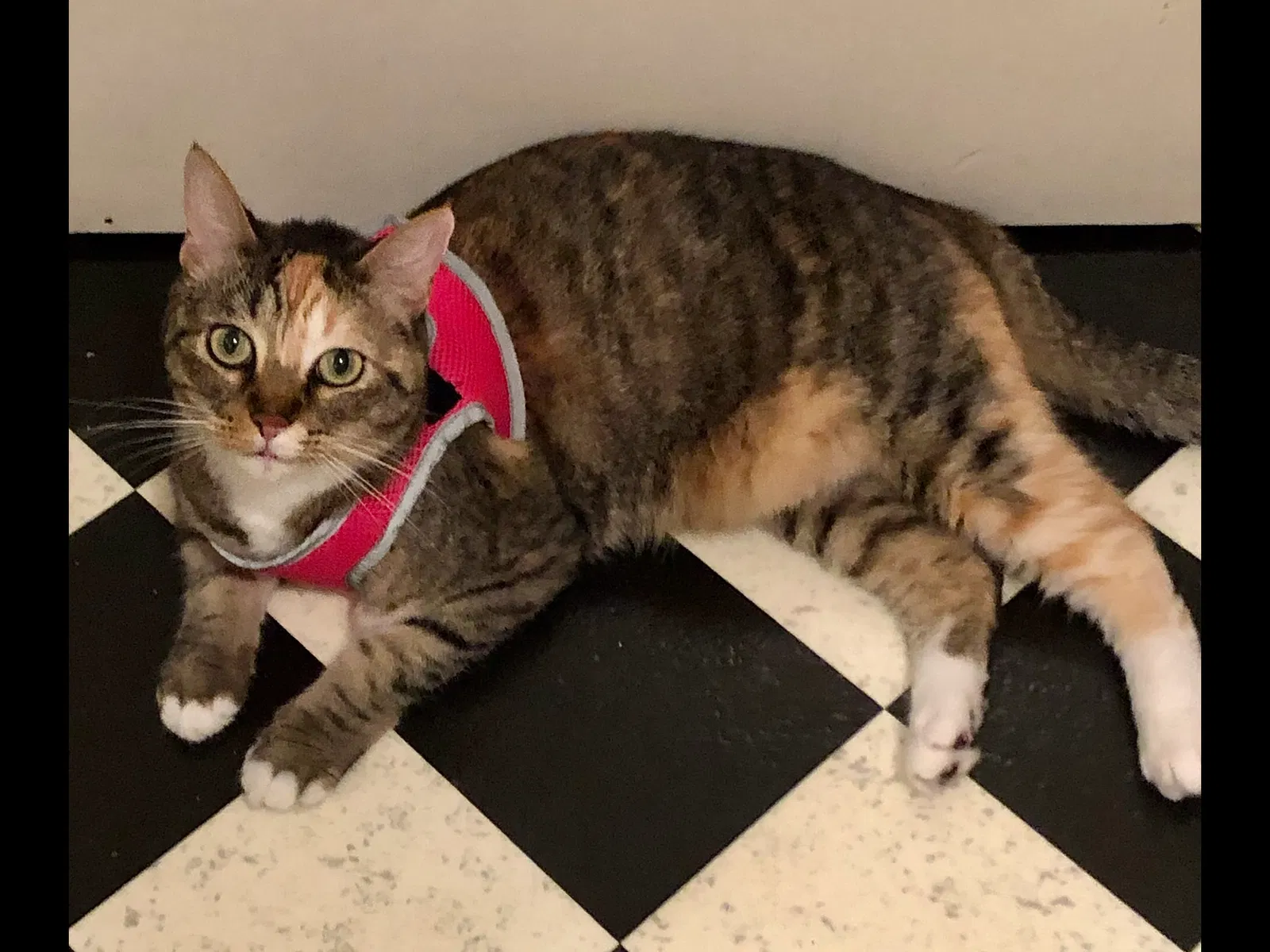 Lost cat in San Antonio, TX, 78201