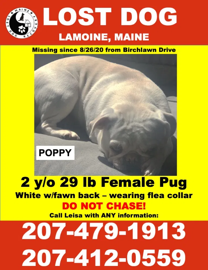 Lost dog in Ellsworth, ME, 4605