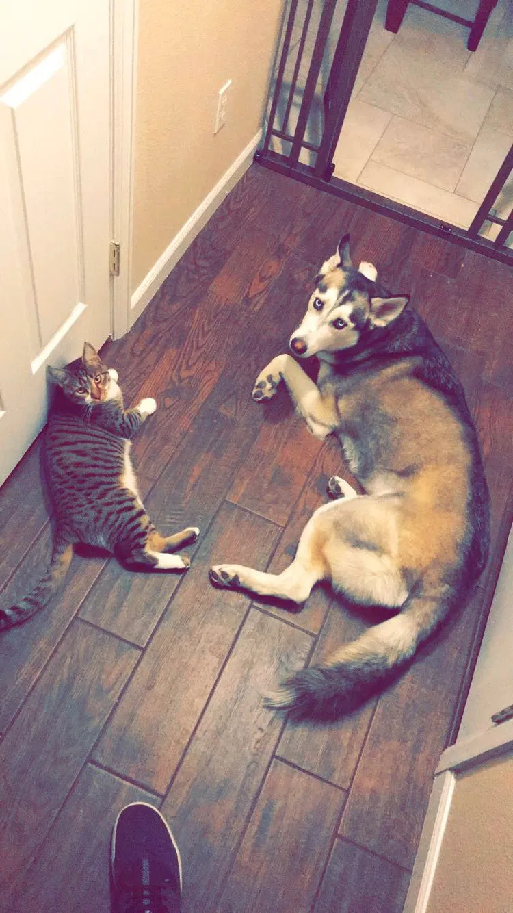 Lost cat in Pueblo, CO, 81005