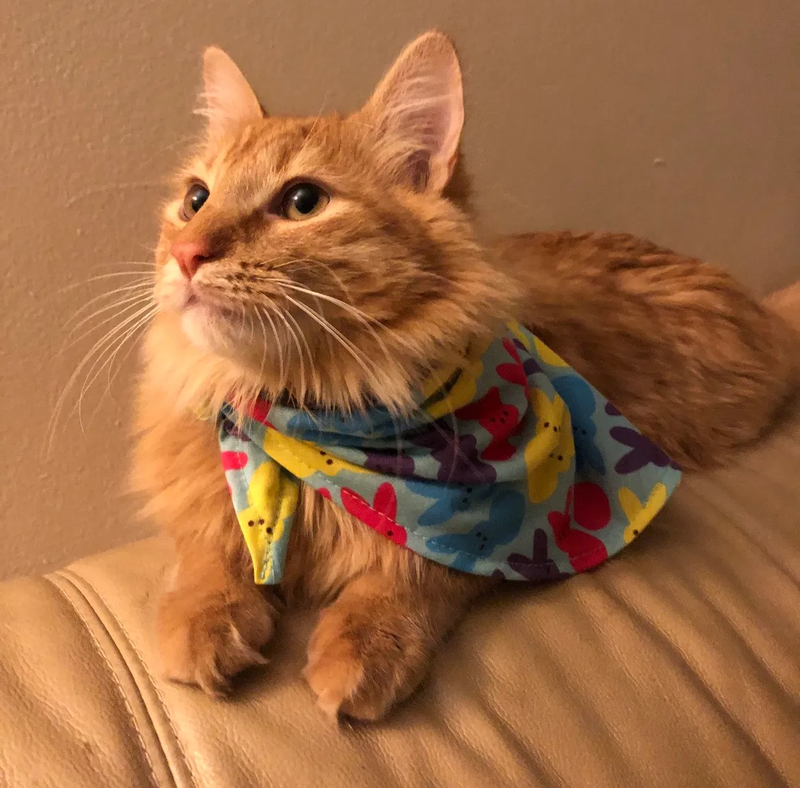 Lost cat in Kalamazoo, MI, 49004