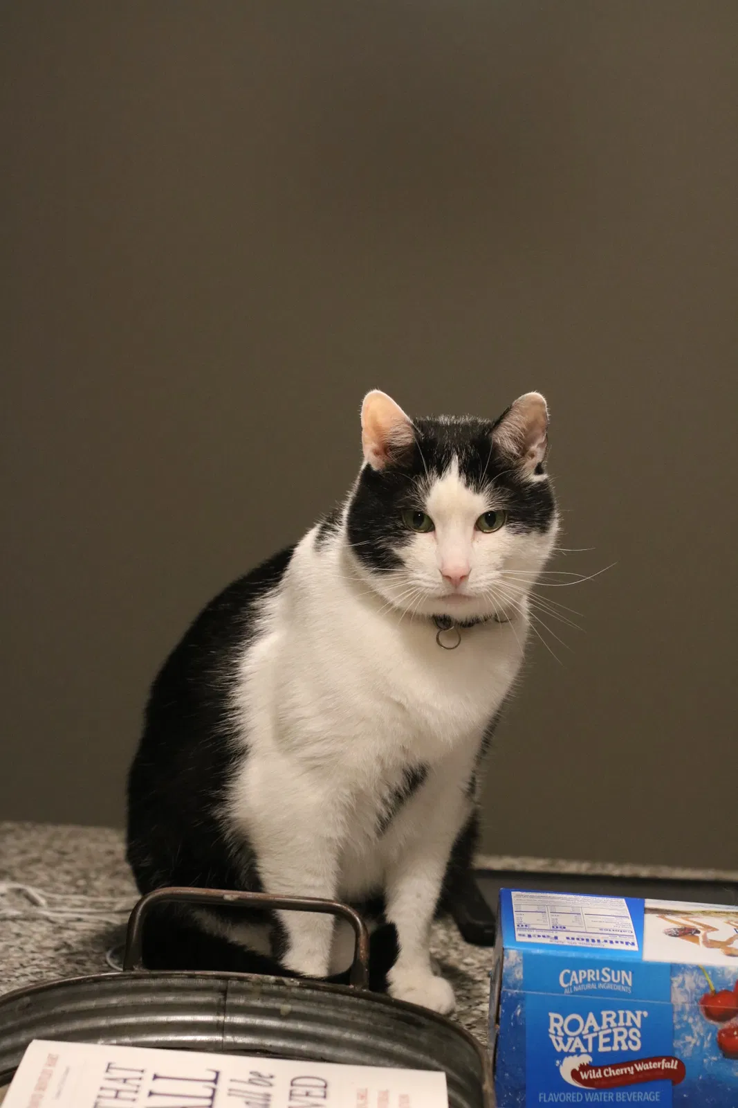 Lost cat in Ladson, SC, 29456