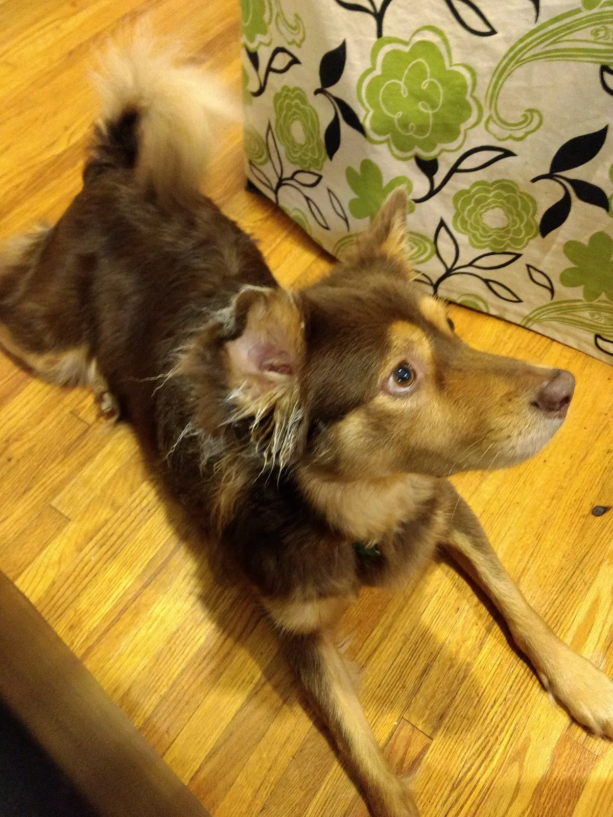 Lost dog in Monroe, NC, 28110