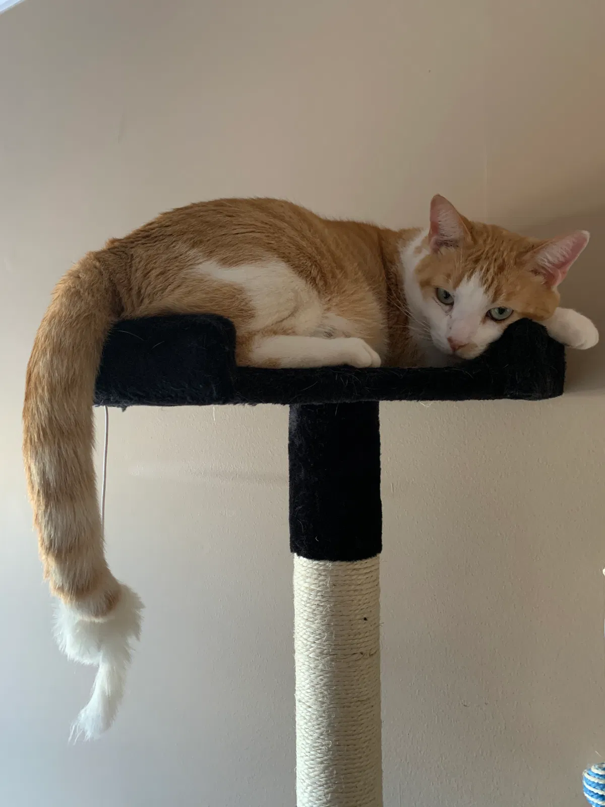 Lost cat in Suwanee, GA, 30024