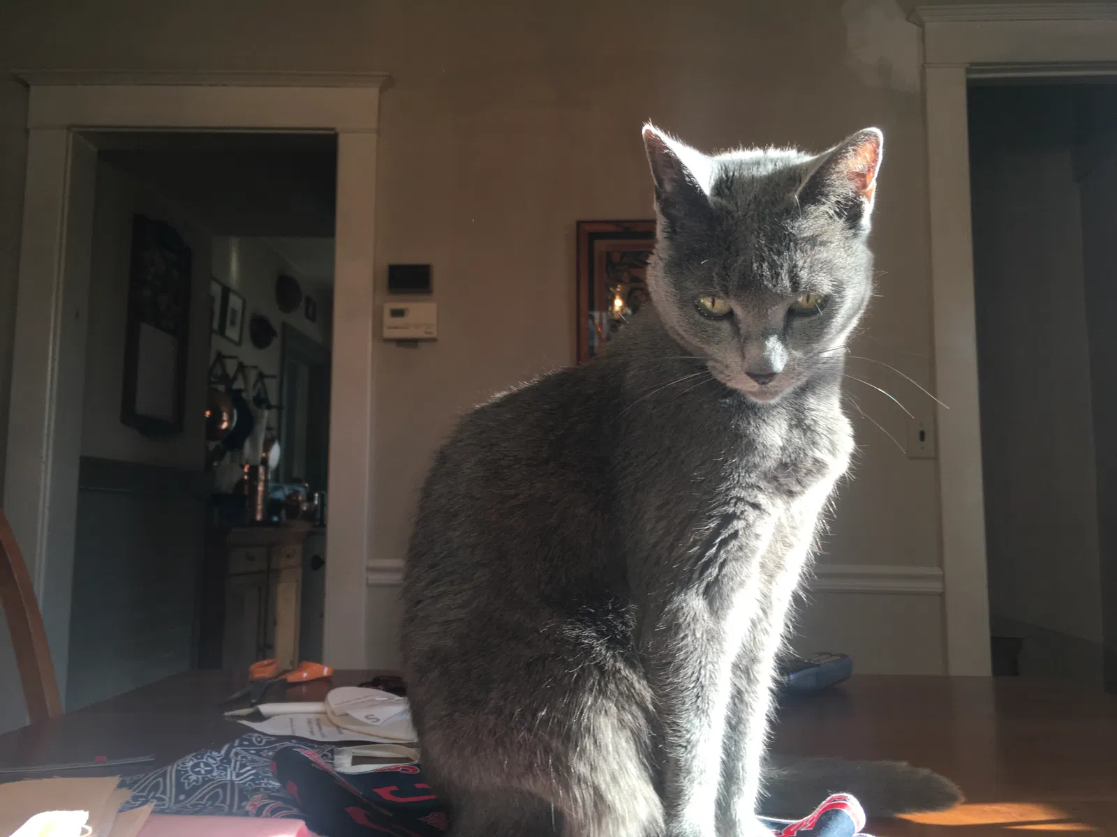 Lost cat in Lakewood, OH, 44107