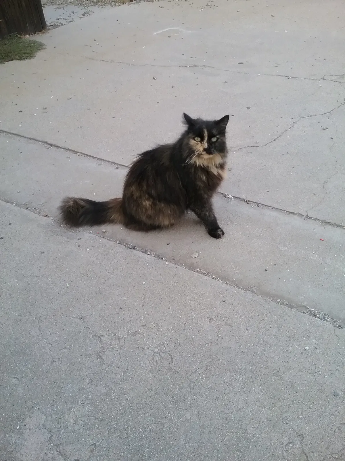 Lost cat in Yucaipa, CA, 92399