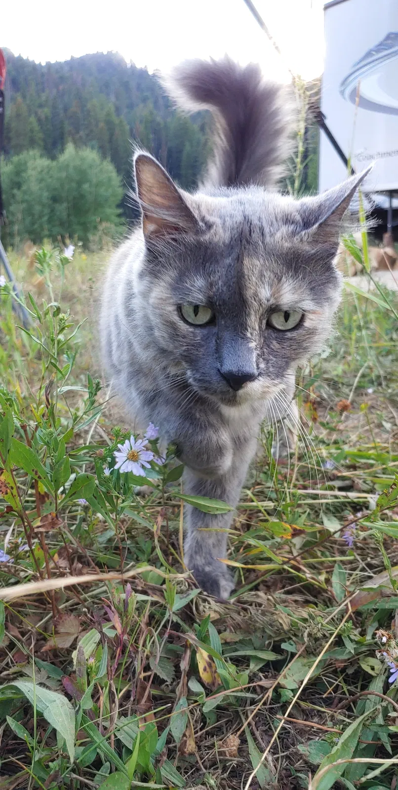 Lost cat in Bend, OR, 97707